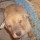 Animal Adoption Center of Rocky Point
