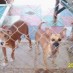 Animal Adoption Center of Rocky Point