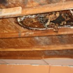 IMG_1137 IMG_1137
