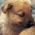 Animal Adoption Center of Rocky Point