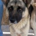 Animal Adoption Center of Rocky Point Inc.
