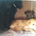 4dogs