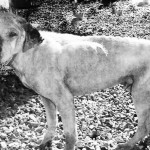 Handsome BW mod photo
