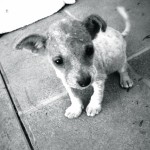 scooter bw