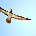 DSC_0051-2-300x214