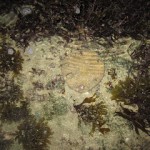 IMG_0586
