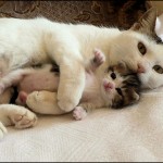anotherkittenhugscat