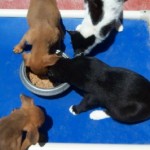 pups&cats