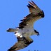 In Rocky Point, Most “Snow Birds” Actually Have Feathers!