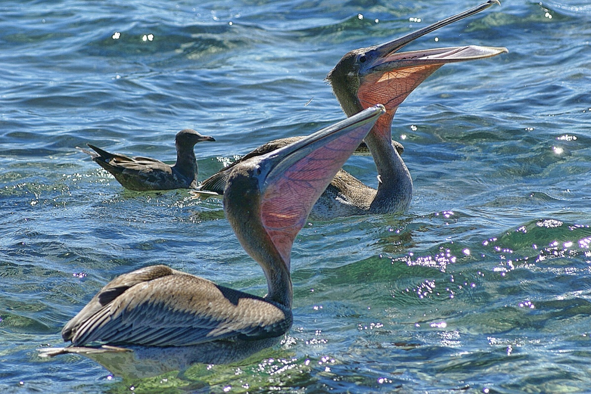The Brown Pelican Rocky Point Times